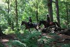 Paarden in Elfbergen 